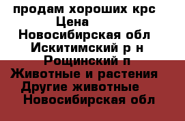 продам хороших крс › Цена ­ 18 - Новосибирская обл., Искитимский р-н, Рощинский п. Животные и растения » Другие животные   . Новосибирская обл.